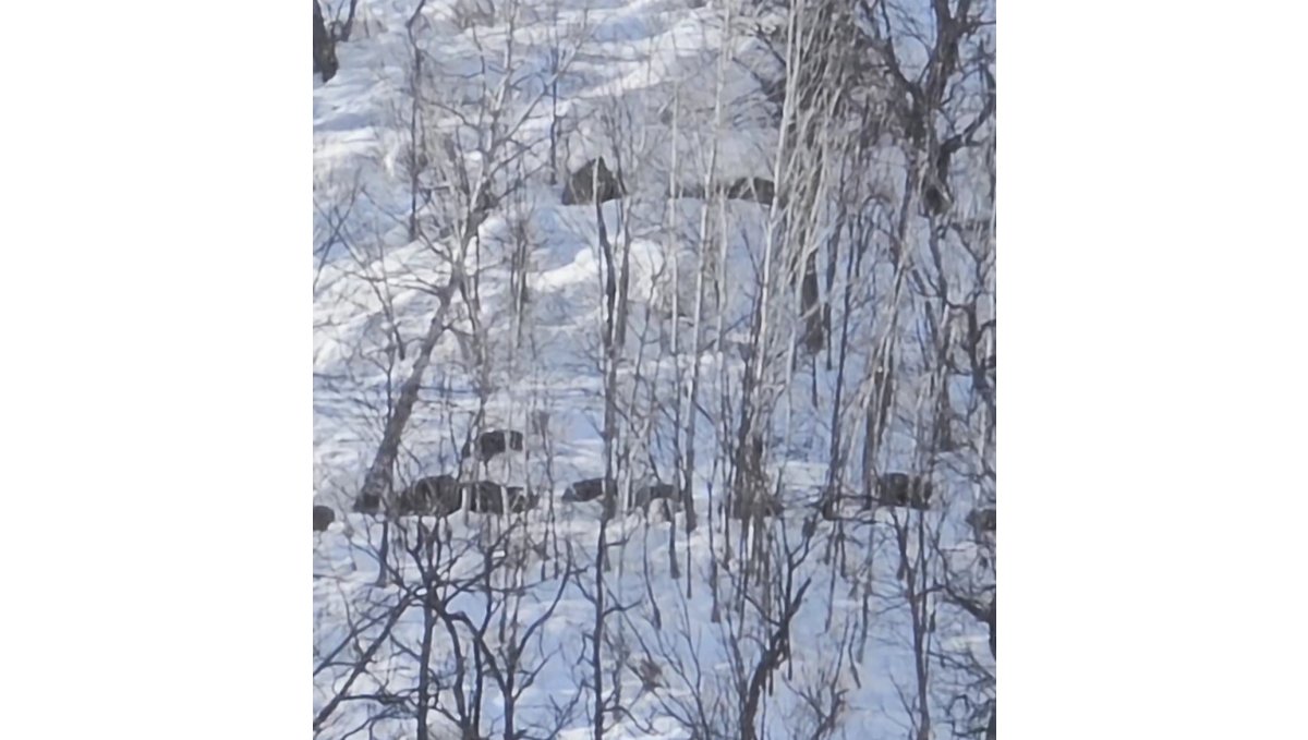 Munzur Vadisi'nde karlı dağlarda yiyecek arayan domuz sürüsü görüntülendi