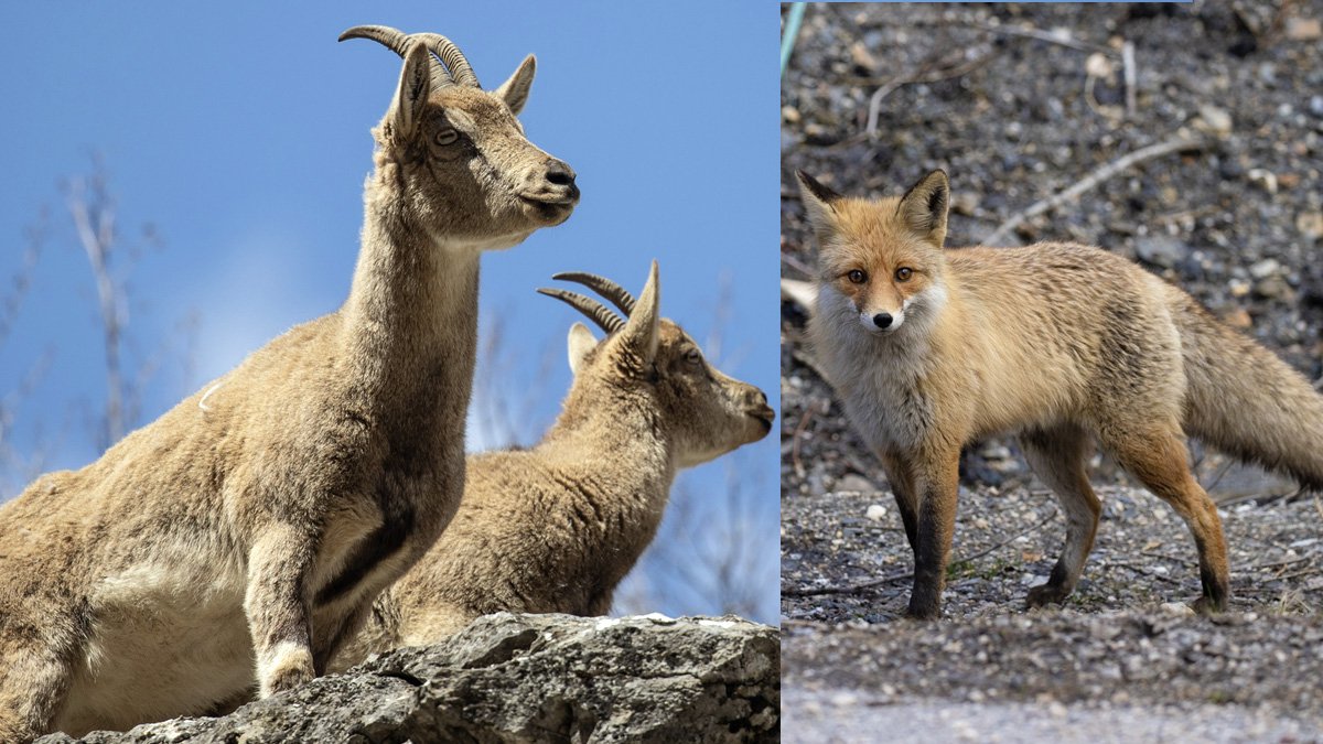 Munzur Vadisi’nde yaban keçileri ve tilkiler aynı bölgede görüntülendi