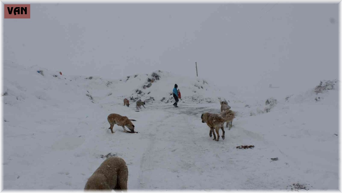 Muradiye Belediyesi sokak hayvanlarını yalnız bırakmıyor