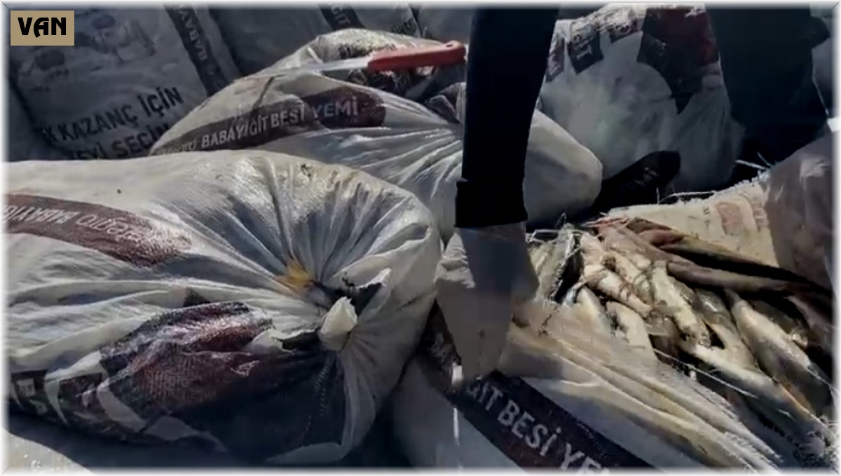 Muradiye'de 2.5 tok kaçak avlanmış inci kefali ele geçirildi