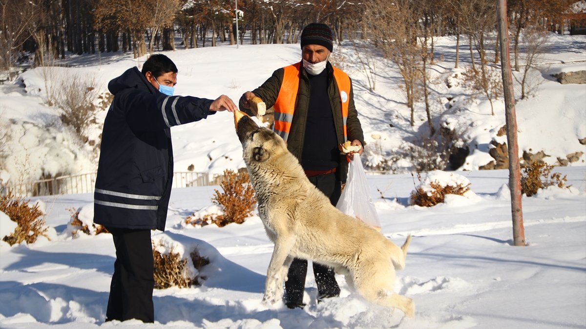 Muradiye'de sokak hayvanlarına yem bırakıldı