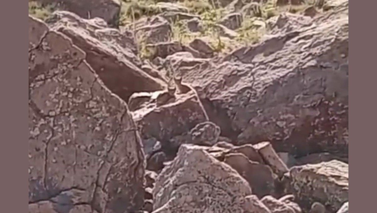 Muradiye'de vaşak ailesi görüntülendi