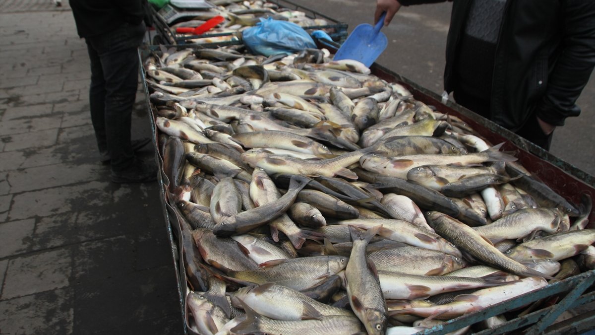 Murat Nehri'nde avlanan balıklar ilgi görüyor