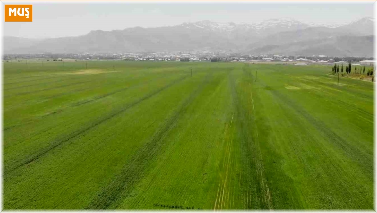 Muş, 1,8 milyon dolar ile ihracatını en çok artıran ikinci il oldu