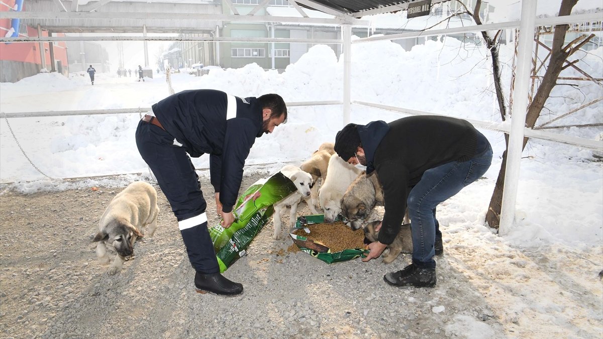 Muş Belediyesi sokak hayvanlarını sahipsiz bırakmadı