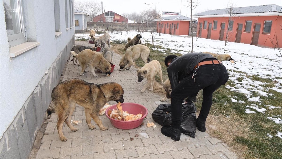 Muş Belediyesi zorlu kış şartlarında hayvanlara sahip çıktı