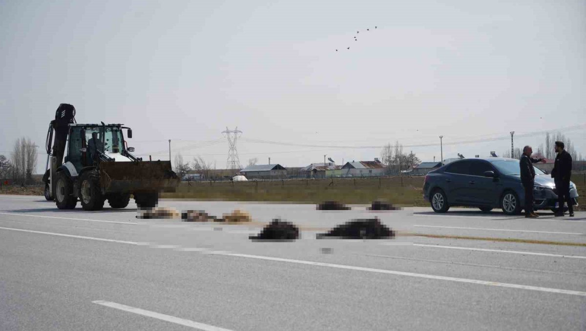 Muş-Bingöl karayolunda aracın çarptığı 10 keçi telef oldu