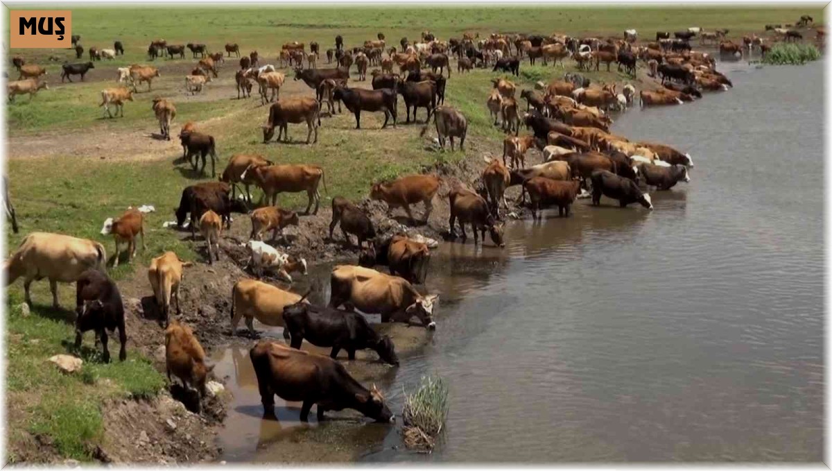 Muş büyükbaş hayvancılıktan ekonomiye 10 milyar 100 milyon lira katlı sağlıyor
