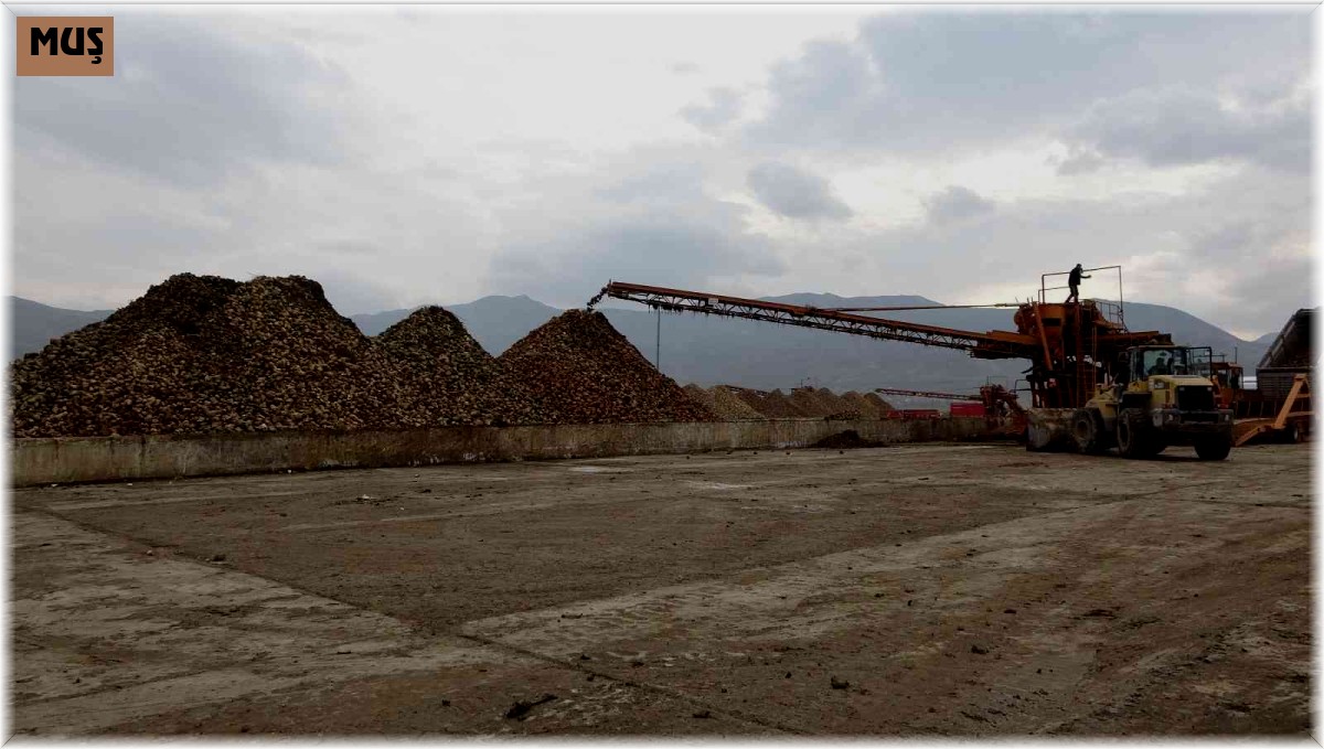 Muş ekonomisine 350 milyon liralık şeker katkısı