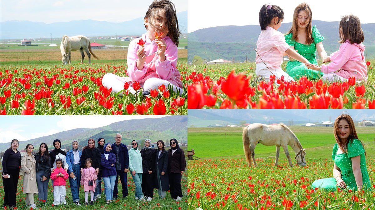 Muş laleleri çiçek açtı, ova kıpkırmızı oldu