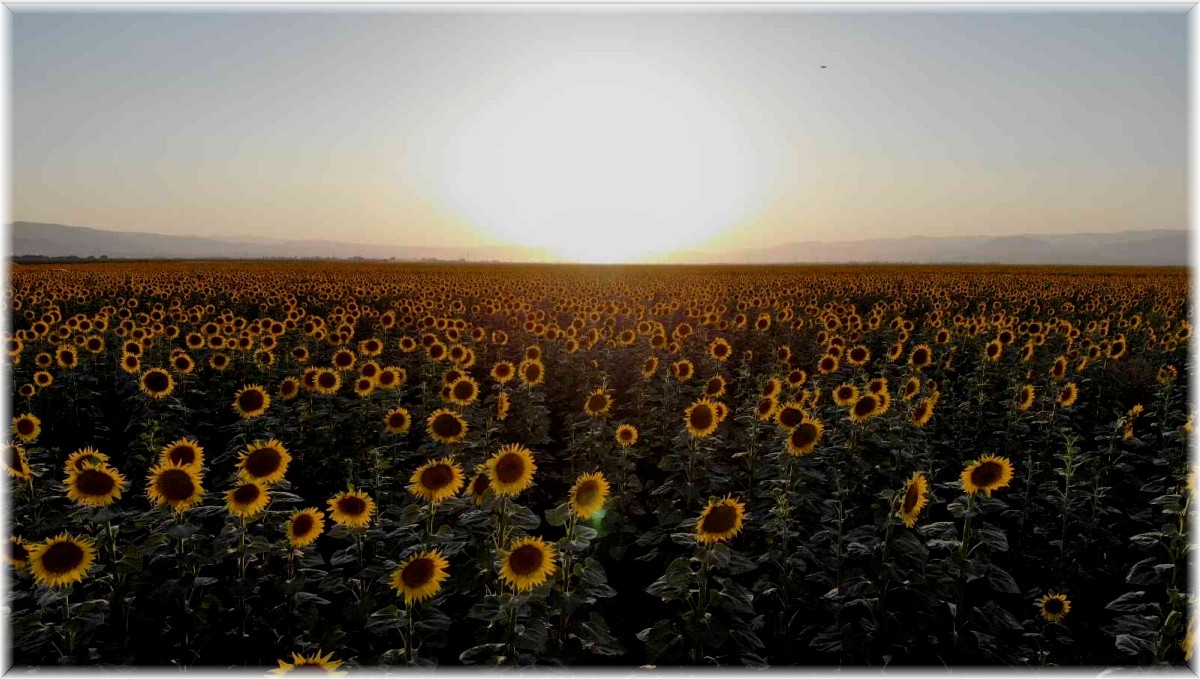 Muş Ovası ayçiçekleriyle sarıya boyandı