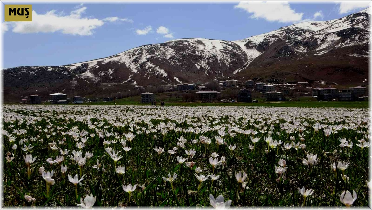 Muş Ovası beyaz gelinliğini giydi