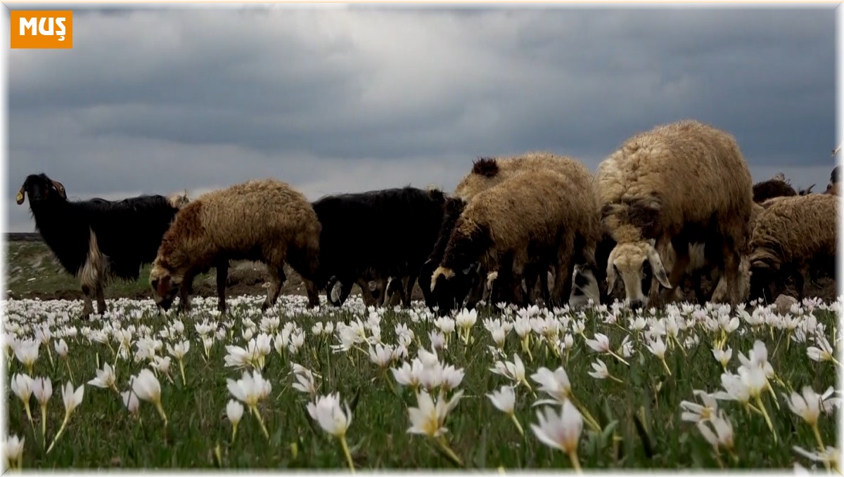Muş Ovası kuzular ile şenlendi