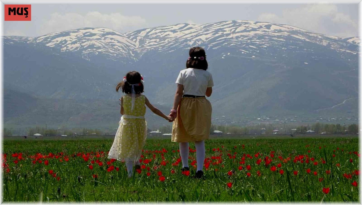 Muş Ovası lalelerle kırmızıya boyandı