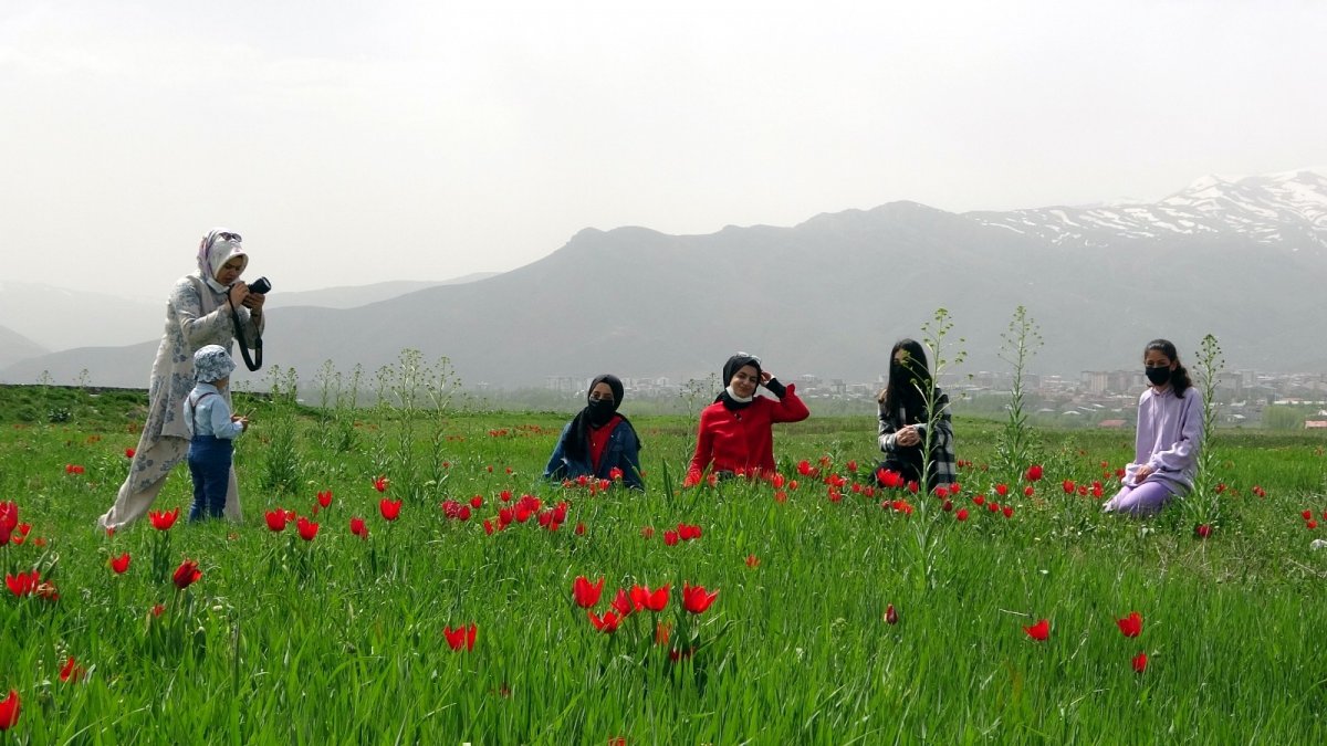 Muş Ovası lalelerle kırmızıya büründü