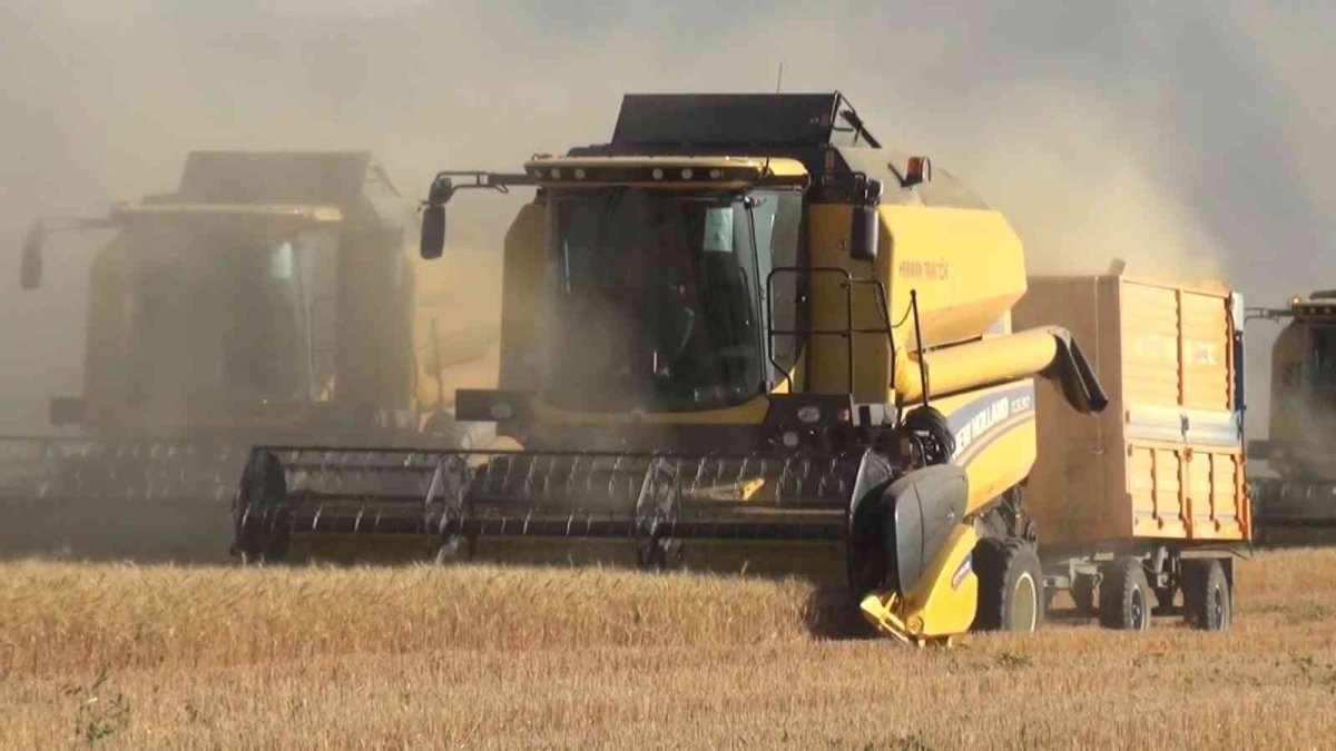 Muş Ovası'nda arpa ve buğday hasadı