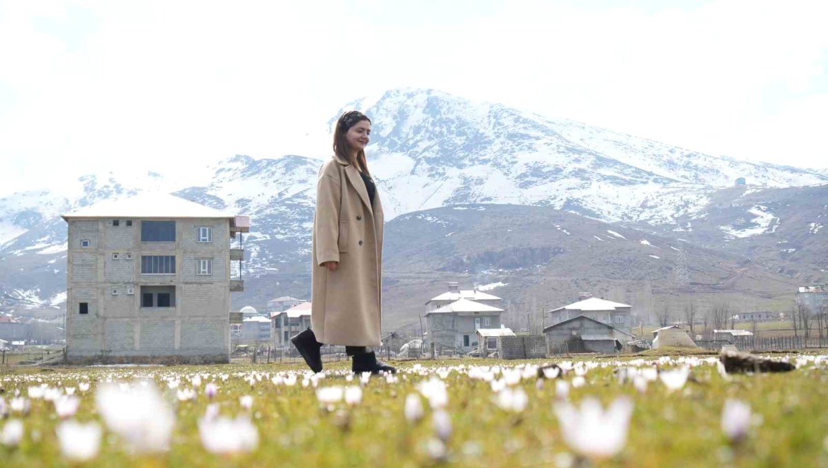 Muş Ovası'nda baharın habercisi çiğdemler açtı