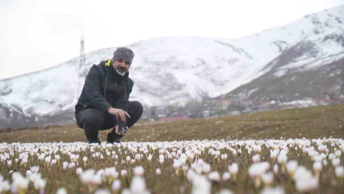 Muş Ovası'nda çiğdemler yeniden yüzünü gösterdi