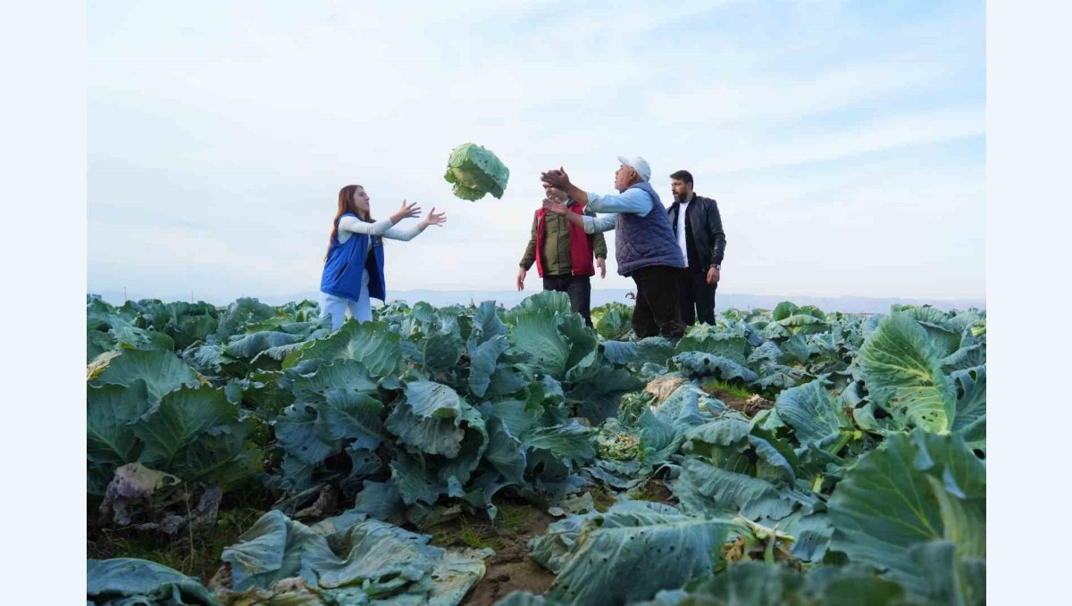 Muş Ovası'nda gönüllü gençlerden çiftçilere hasat desteği