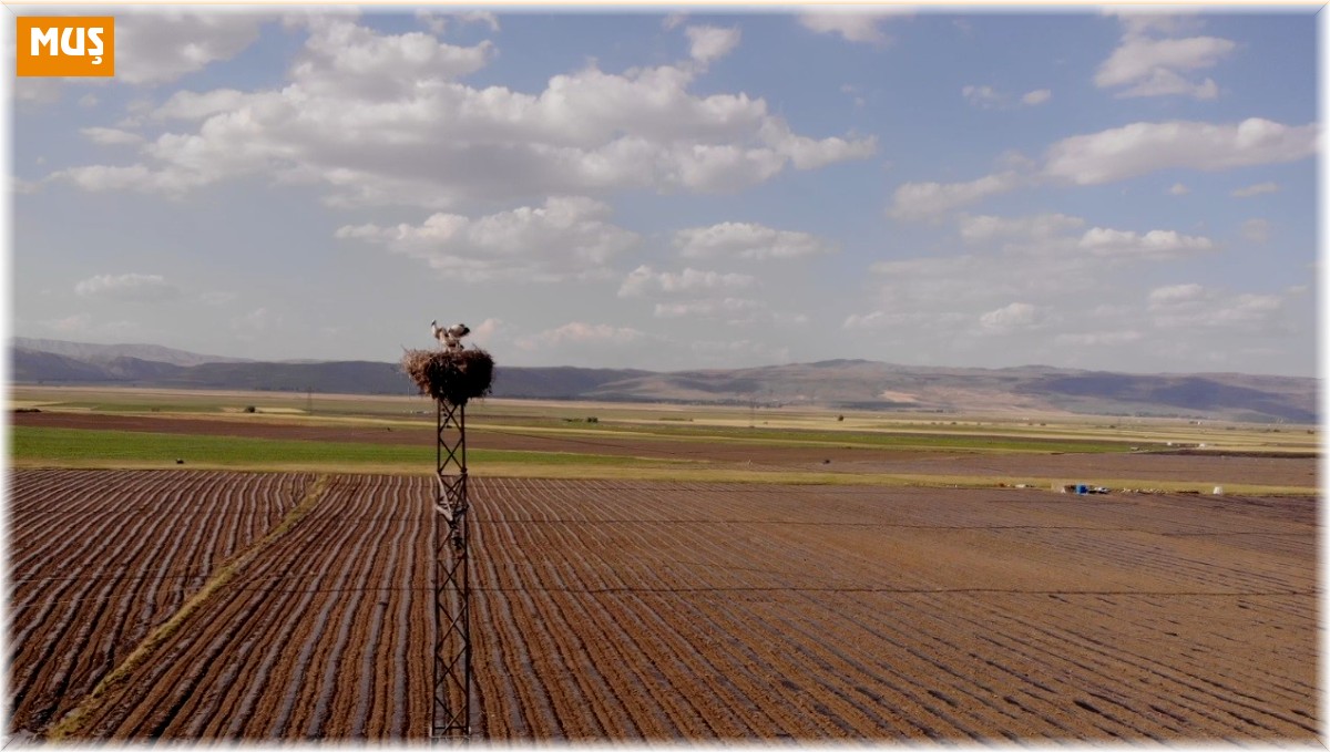 Muş Ovası'nda konaklayan leylekler büyük göçe hazırlanıyor