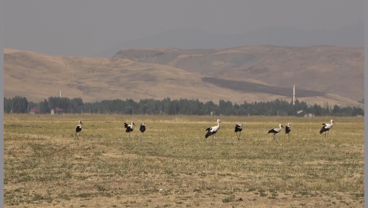 Muş Ovası'nda leylekler büyük göçe hazır