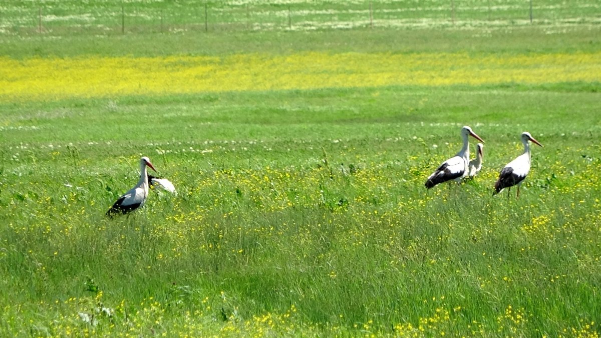 Muş Ovası'nda leyleklerin görsel şöleni