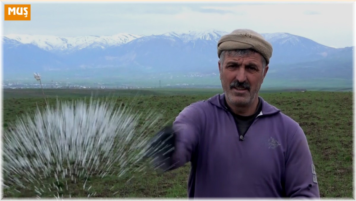 Muş Ovası'ndaki buğday tarlaları gübreleniyor