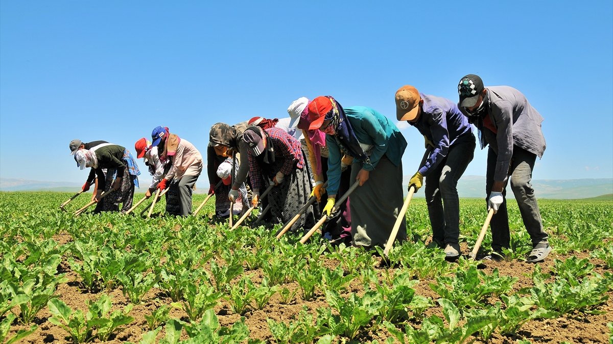 Muş Ovası'ndan ekonomiye "tatlı" katkı