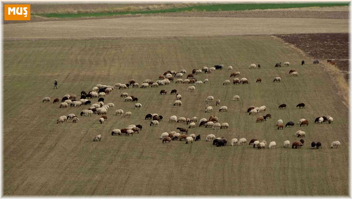 Muş Ovası'ndan kışlaklara dönüş hazırlığı