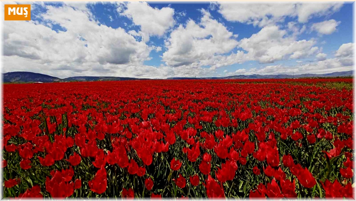 Muş Ovası'nı kırmızıya bürüyen lalelerden kartpostallık görüntüler