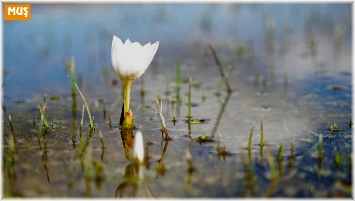 Muş Ovası'nı süsleyen çiçekleri koparanlara 387 bin TL ceza