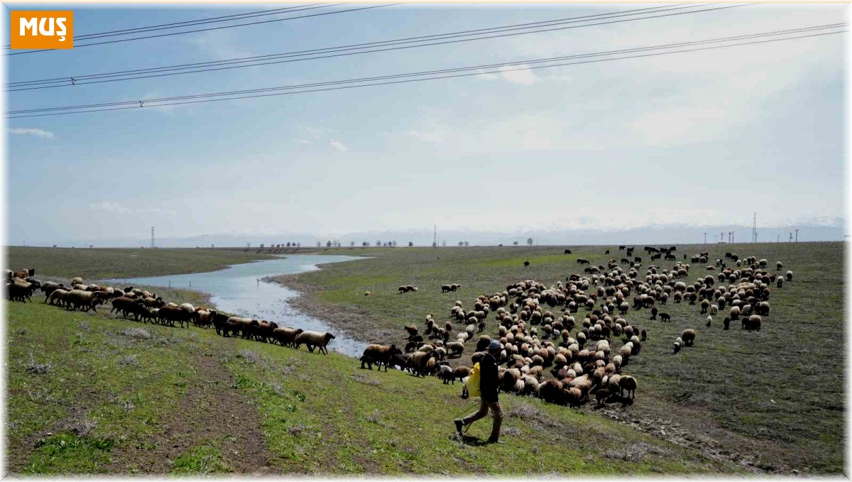 Muş Ovası oğlak ve kuzuların sesiyle şenlendi