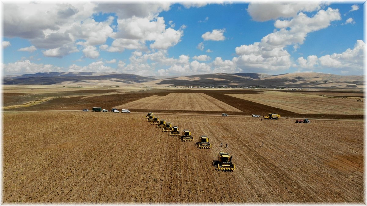 Muş Ovası’nda ayçiçeği hasadı başladı