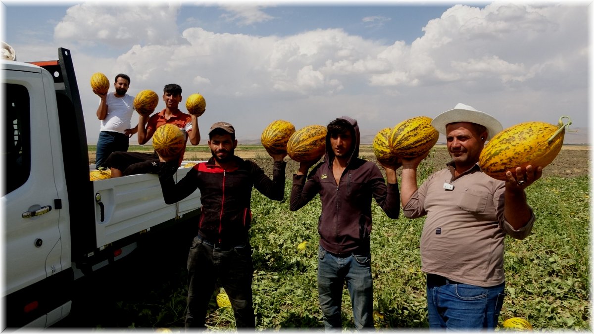 Muş Ovasındaki kavunlar çevre illere gönderiliyor