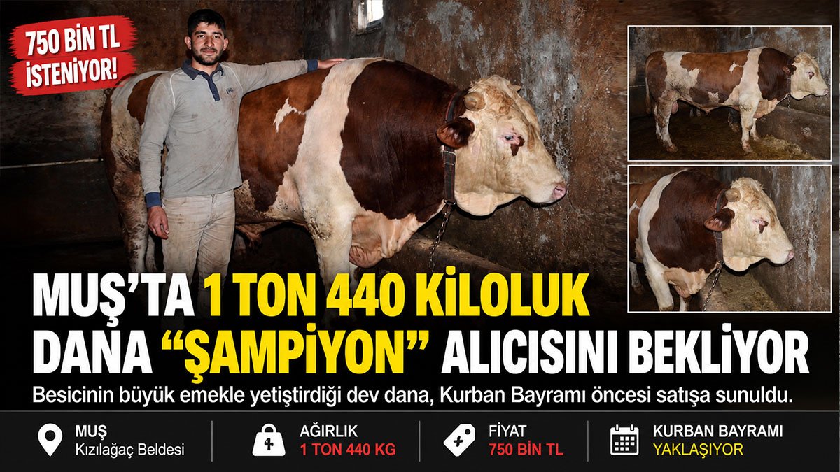 Muş'ta 1 Ton 440 Kiloluk Kurbanlık "Şampiyon" 750 Bin Liradan Satışa Sunuldu