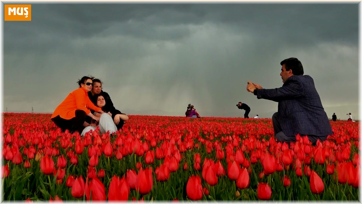 Muş'ta 15 günlük lale devri başladı