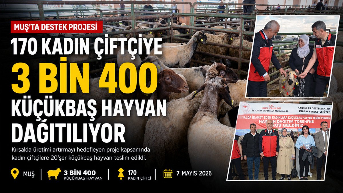Muş'ta 170 kadın çiftçiye 3 bin 400 küçükbaş hayvan desteği başladı