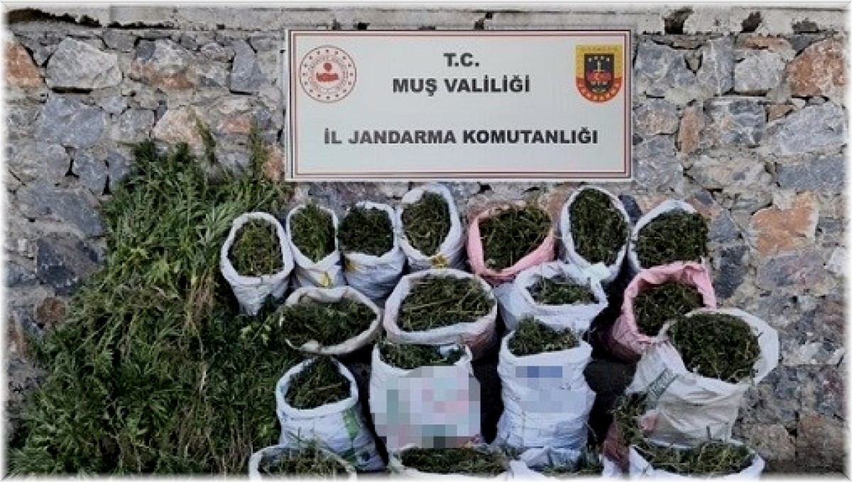 Muş'ta 184 kilogram kubar esrar ve 6 bin 338 kök kenevir bitkisi ele geçirildi