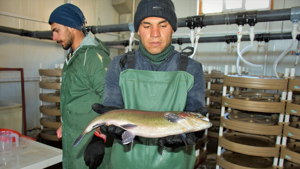 Muş'ta 2 bin 100 rakımlı dağın eteğine kurulan tesiste somon balığı sağımı