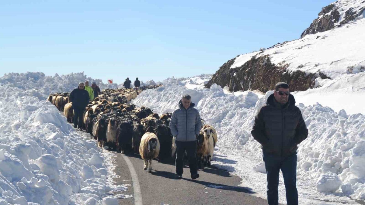 Muş'ta 2 bin koyun mahsur kaldı