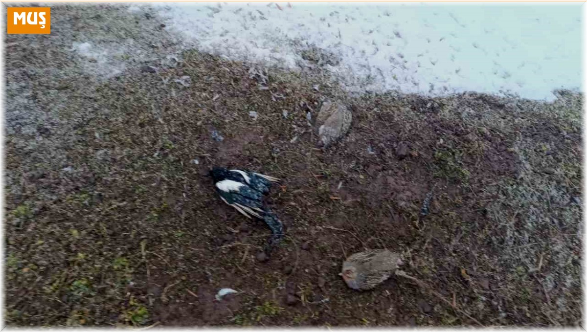 Muş'ta 2 kişiye 63 bin 138 TL para cezası kesildi