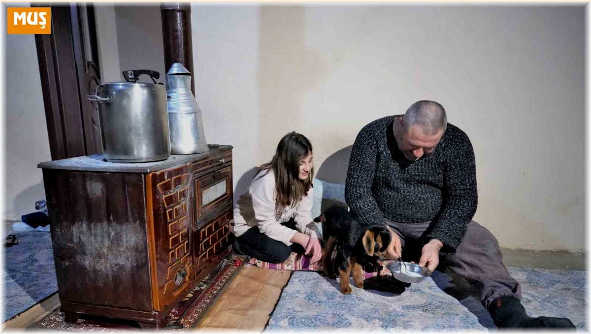 Muş'ta 3 ayaklı oğlak doğdu