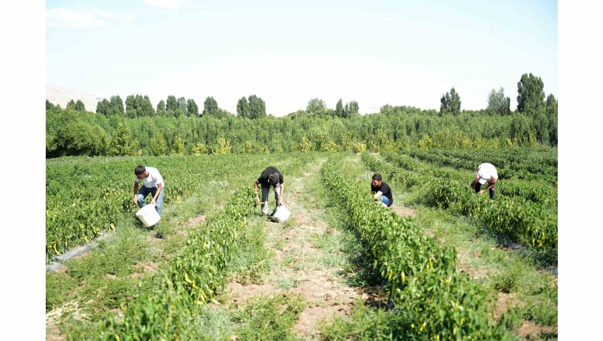Muş'ta 40 derece sıcakta "kurutmalık sebze" mesaisi