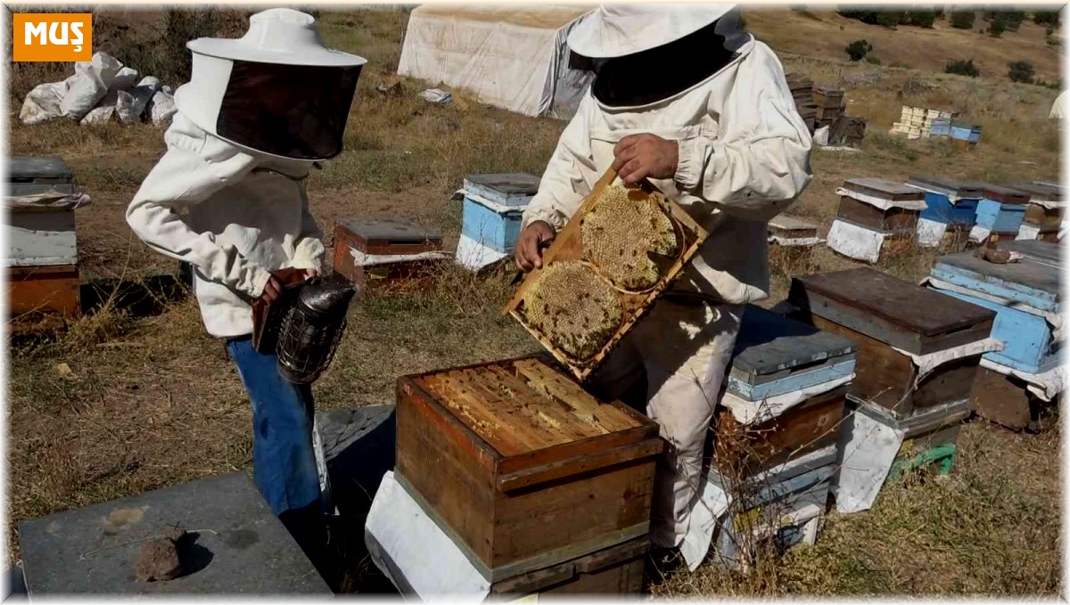 Muş'ta 630 ton bal hasadı bekleniyor