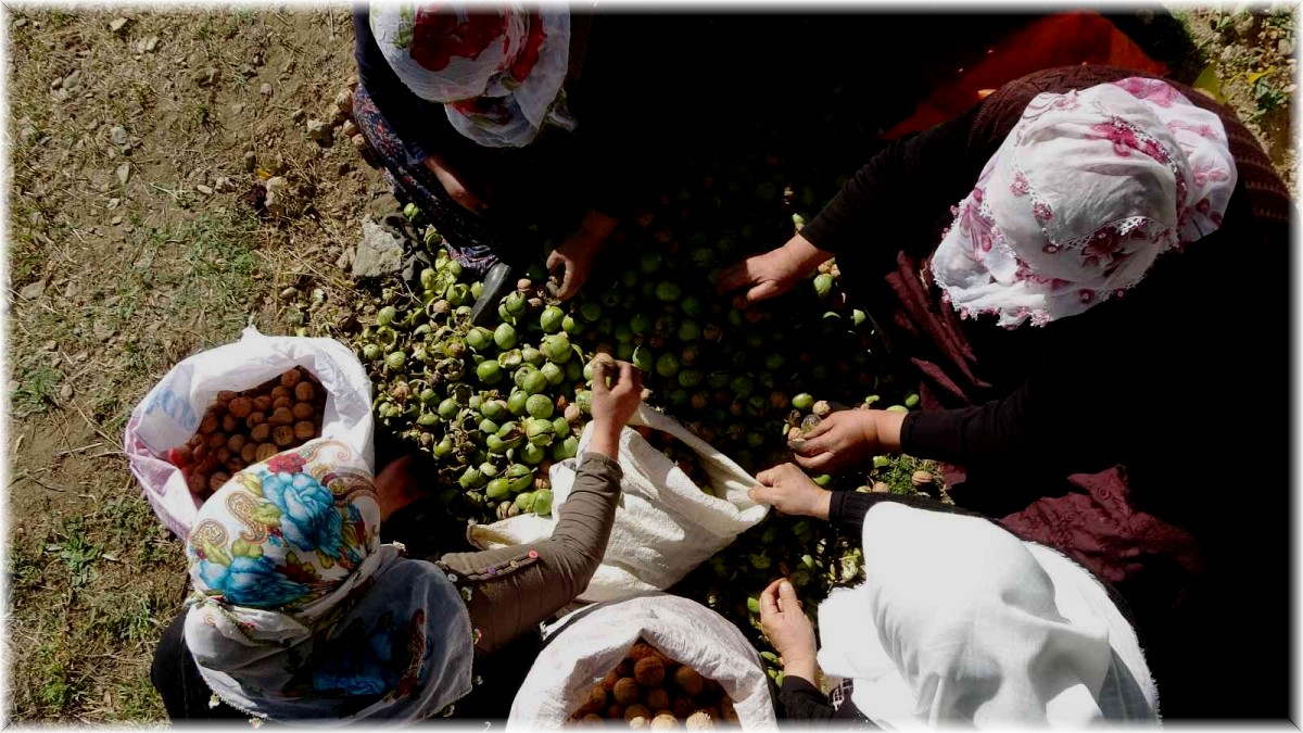 Muş'ta 650 ton cevizden 13 milyon lira katkı bekleniyor