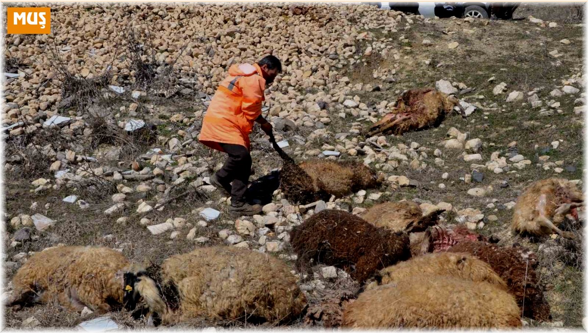 Muş'ta 80 adet küçükbaş telef oldu