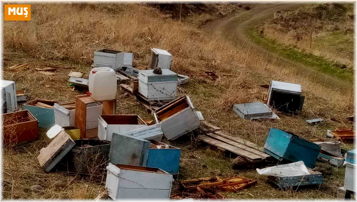 Muş'ta aç kalan ayılar arı kovanları parçaladı