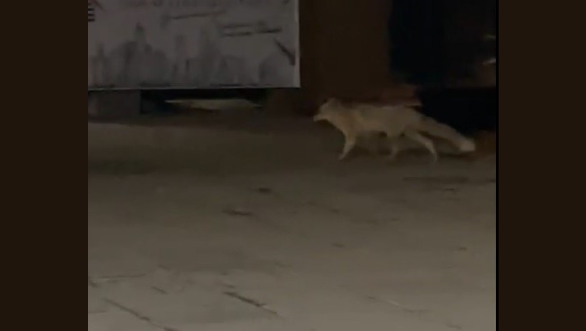 Muş'ta aç kalan tilki şehir merkezine indi