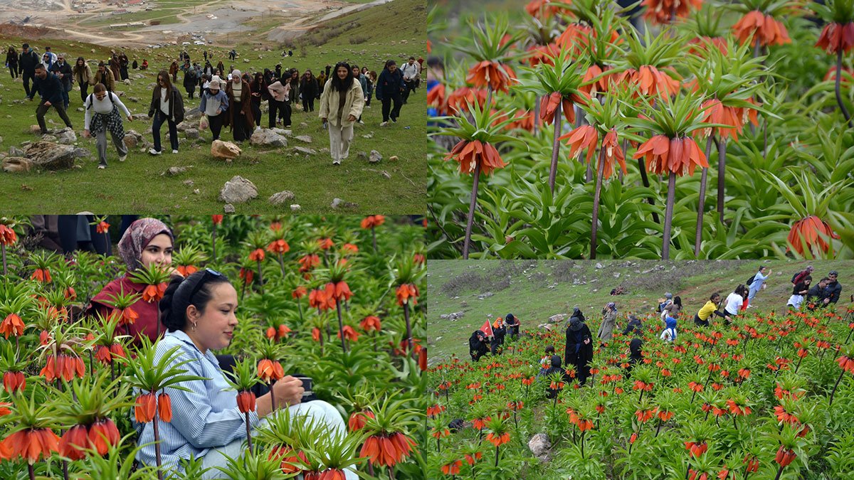 Muş'ta açan ters laleler doğaseverleri buluşturdu