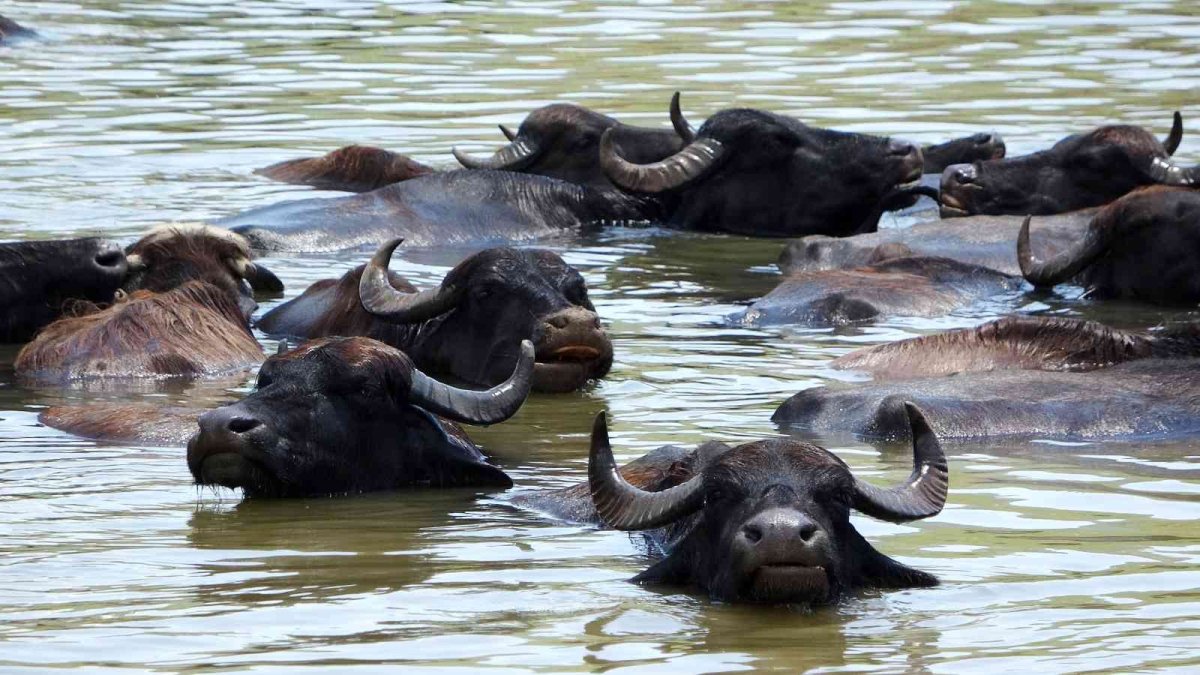 Muş'ta Afrika'yı andıran görüntüler